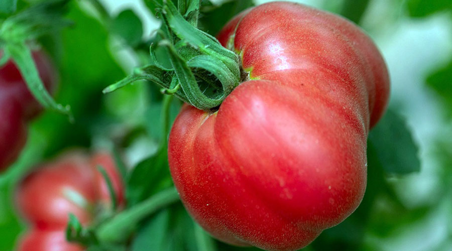 La pomodoro notre tomate