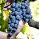 Tout savoir sur les vendanges