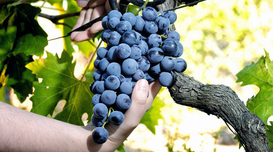 Tout savoir sur les vendanges