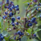 Tout ce qu’il faut savoir sur la myrtille