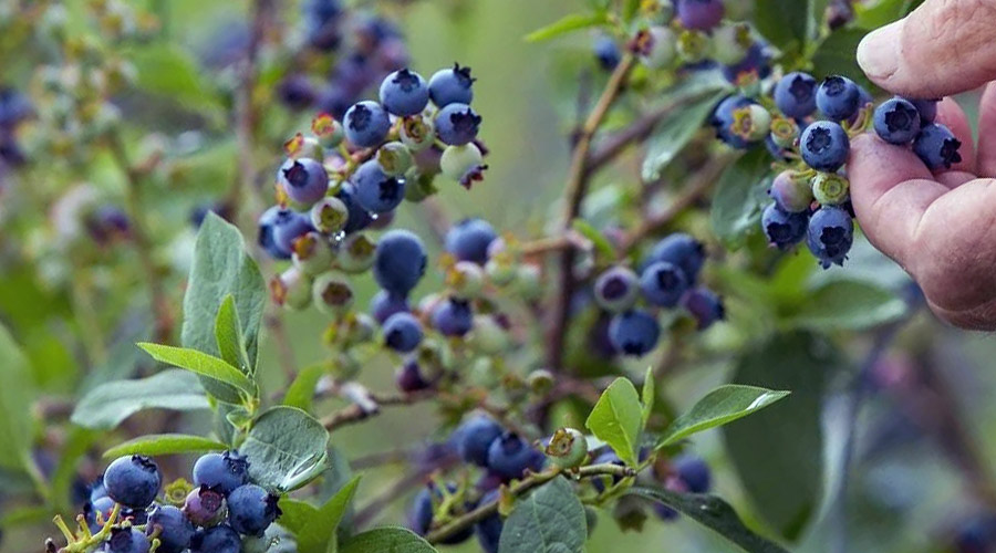 Tout ce qu’il faut savoir sur la myrtille