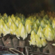 Barbe de Capucin, Endives et Chicons