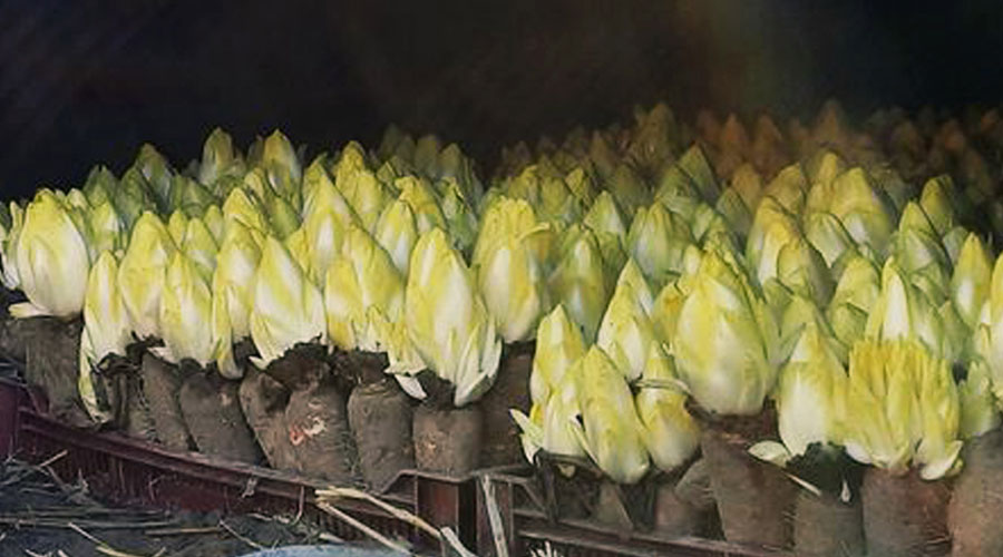 Barbe de Capucin, Endives et Chicons