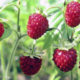 À la Pentecôte, fraises on goûte. À la Trinité, fraises au panier