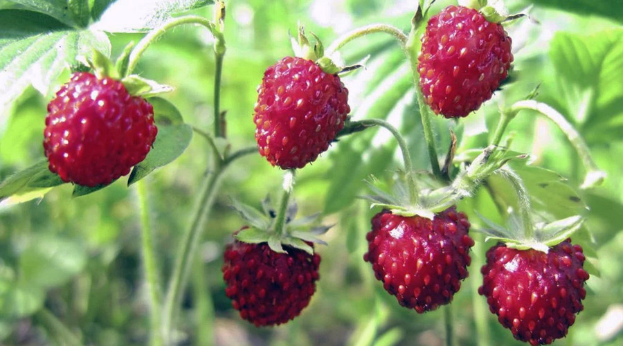 À la Pentecôte, fraises on goûte. À la Trinité, fraises au panier